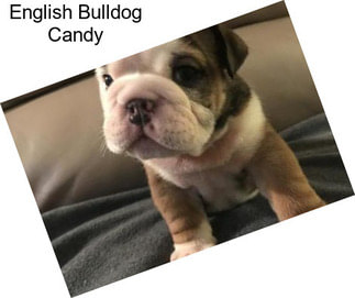 English Bulldog Candy