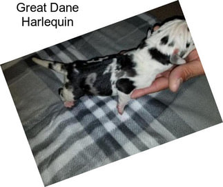 Great Dane Harlequin