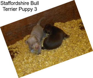 Staffordshire Bull Terrier Puppy 3