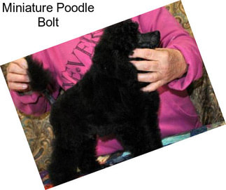 Miniature Poodle Bolt