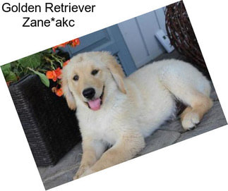 Golden Retriever Zane*akc