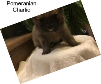 Pomeranian Charlie