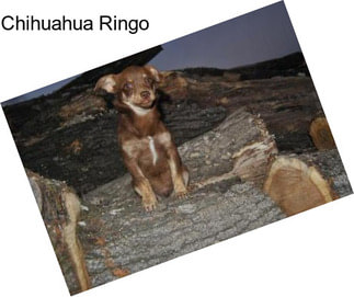 Chihuahua Ringo