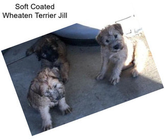 Soft Coated Wheaten Terrier Jill