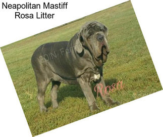 Neapolitan Mastiff Rosa Litter