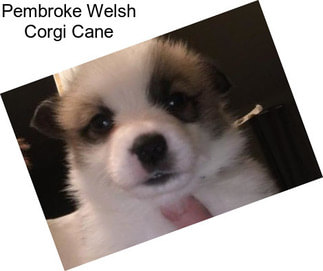 Pembroke Welsh Corgi Cane