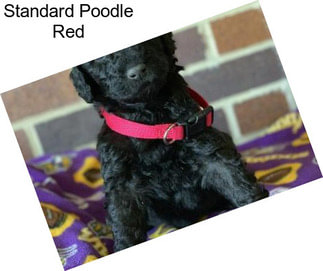 Standard Poodle Red