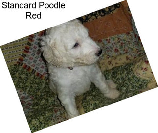 Standard Poodle Red