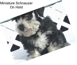 Miniature Schnauzer On Hold