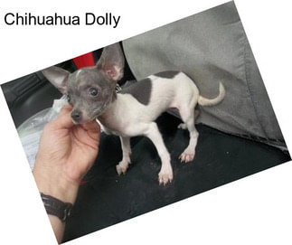 Chihuahua Dolly
