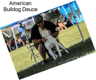 American Bulldog Deuce