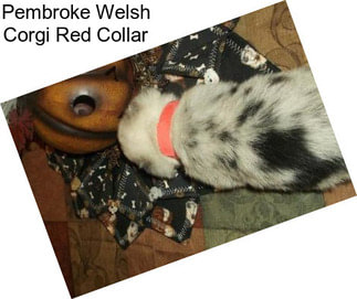 Pembroke Welsh Corgi Red Collar