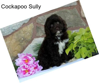 Cockapoo Sully