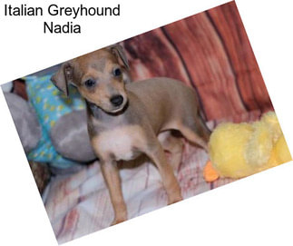 Italian Greyhound Nadia