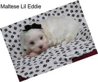 Maltese Lil Eddie