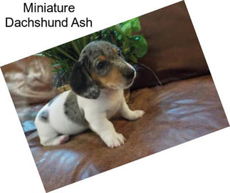 Miniature Dachshund Ash