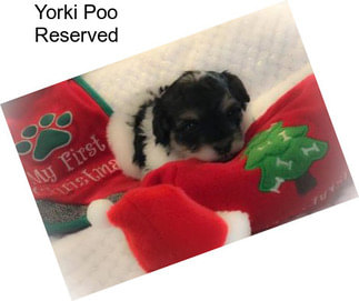 Yorki Poo Reserved