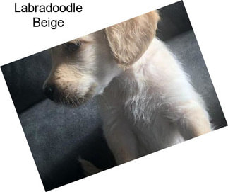 Labradoodle Beige