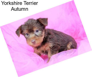 Yorkshire Terrier Autumn