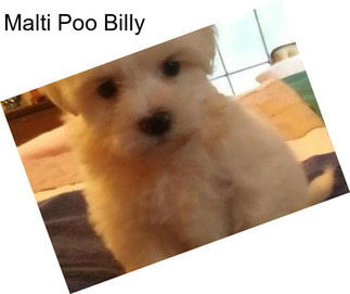 Malti Poo Billy