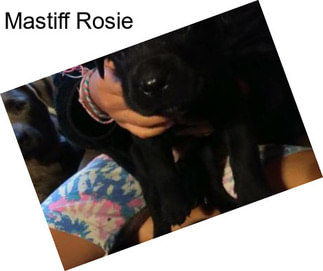 Mastiff Rosie