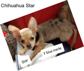 Chihuahua Star