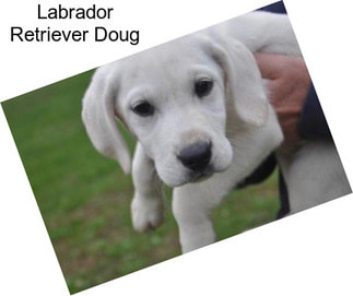 Labrador Retriever Doug