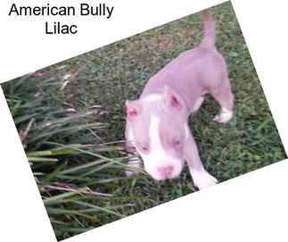 American Bully Lilac