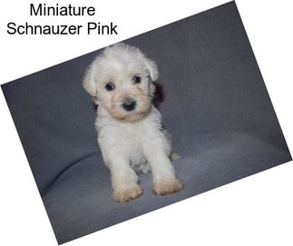 Miniature Schnauzer Pink