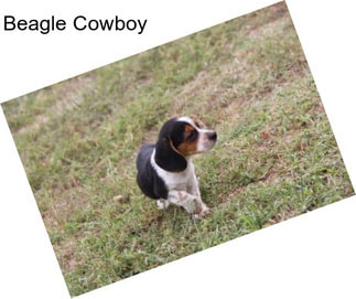Beagle Cowboy