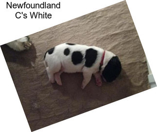 Newfoundland C\'s White