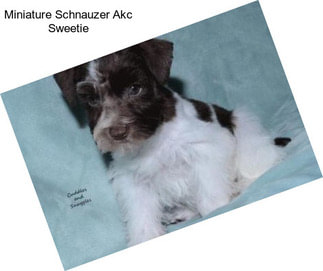 Miniature Schnauzer Akc Sweetie