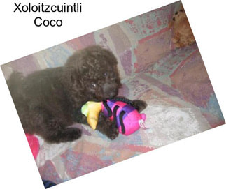 Xoloitzcuintli Coco