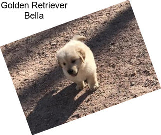 Golden Retriever Bella