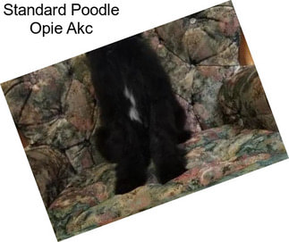 Standard Poodle Opie Akc