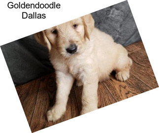 Goldendoodle Dallas