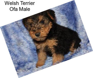 Welsh Terrier Ofa Male