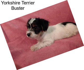 Yorkshire Terrier Buster