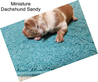 Miniature Dachshund Sandy