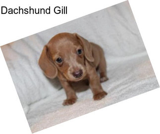 Dachshund Gill