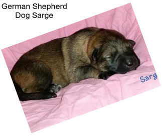 German Shepherd Dog Sarge