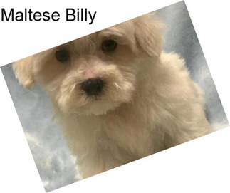Maltese Billy