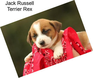 Jack Russell Terrier Rex