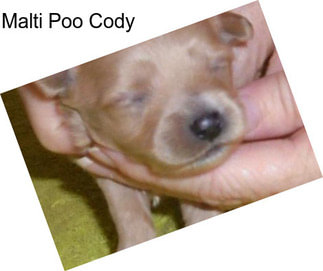 Malti Poo Cody