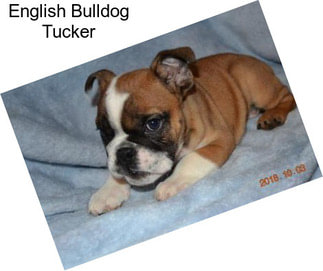 English Bulldog Tucker