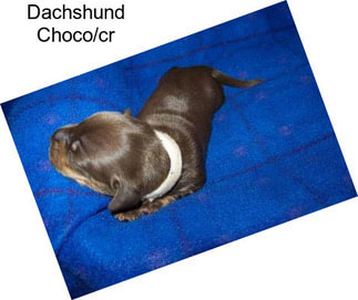 Dachshund Choco/cr