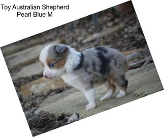 Toy Australian Shepherd Pearl Blue M