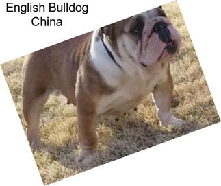 English Bulldog China