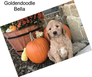 Goldendoodle Bella