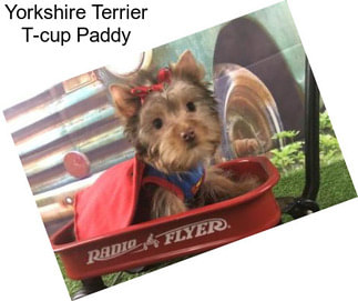 Yorkshire Terrier T-cup Paddy